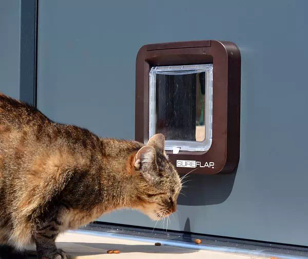 Widok zewnętrznej strony klapki dla kota zamontowanej w drzwiach zewnętrznych.